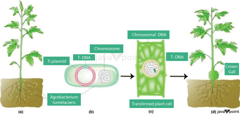 Agrobacterium Mediated Gene Transfer