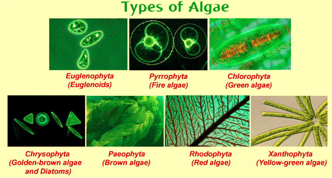 Algae : Definition, Classification and Types - Javatpoint
