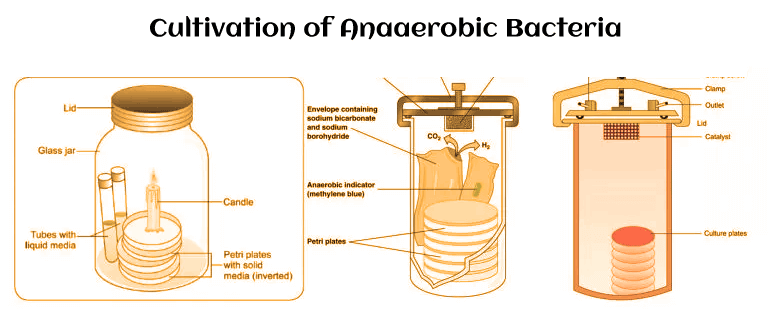 Anaerobic Bacteria
