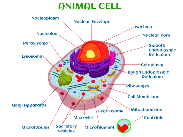 Animal Cell - Javatpoint