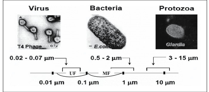 Bacteria Cell Size