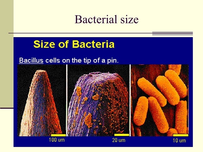 Bacteria Cell Size