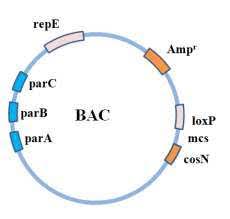 Bacterial Artificial Chromosome