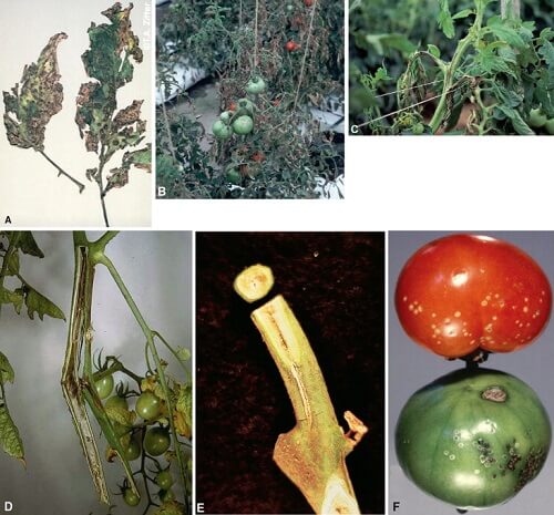 Bacterial diseases in plant