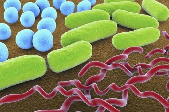 Bacterial Shapes