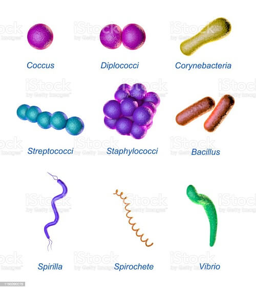 Bacterial Shapes