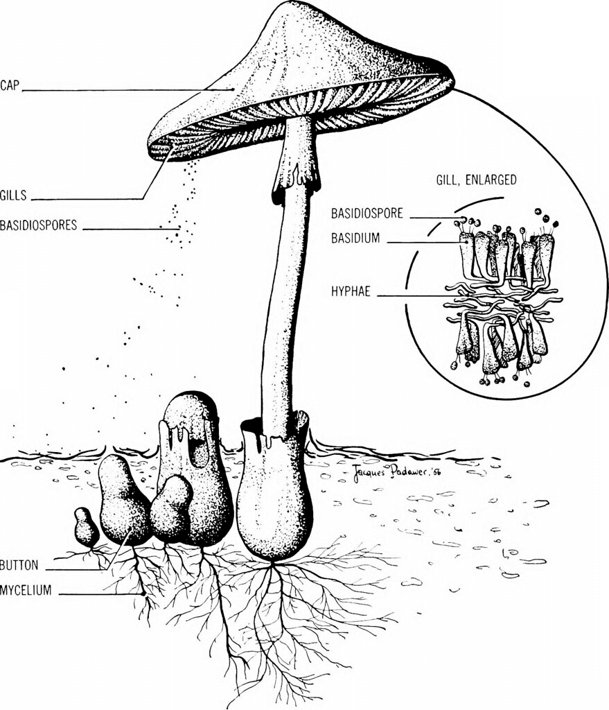 Basidiomycete, Basidium, And Basidiospores