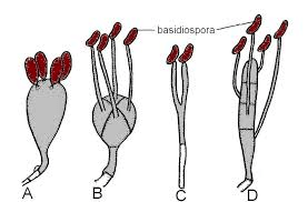 Basidiomycete, Basidium, And Basidiospores