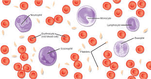 Blood And Its Components