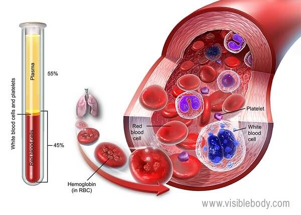 Blood Functions and Disorders
