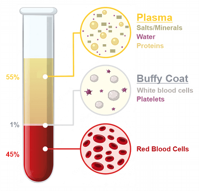 Blood Plasma