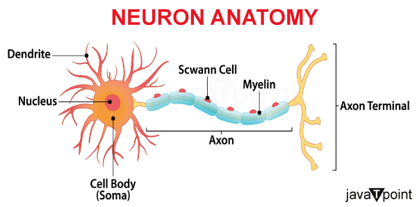 Brain Neuron