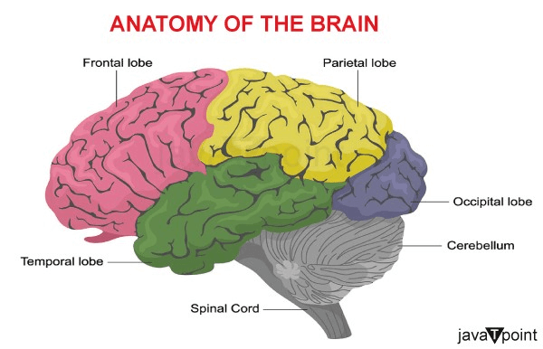 Brain Parts and Functions