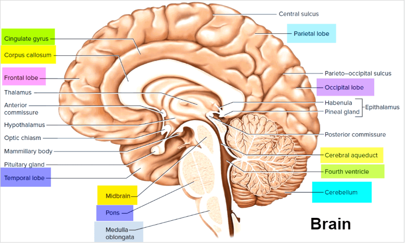 emotional intelligence brain structure