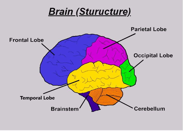 Brain Structure - Javatpoint