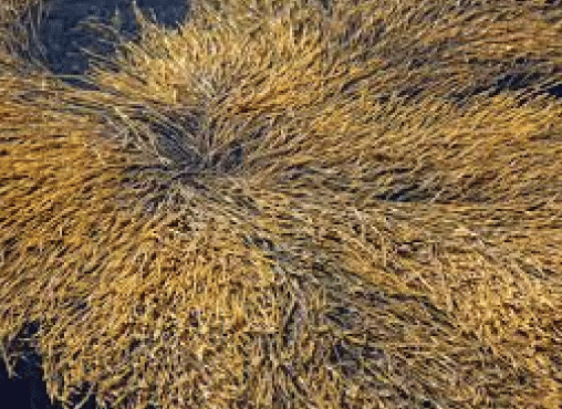 Brown Algae