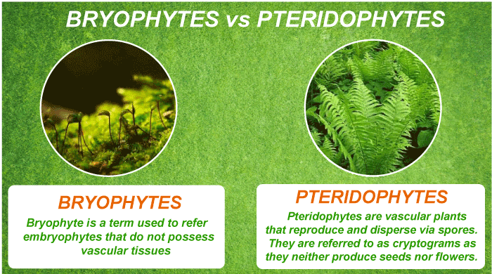 Bryophyta vs Pteridophytes