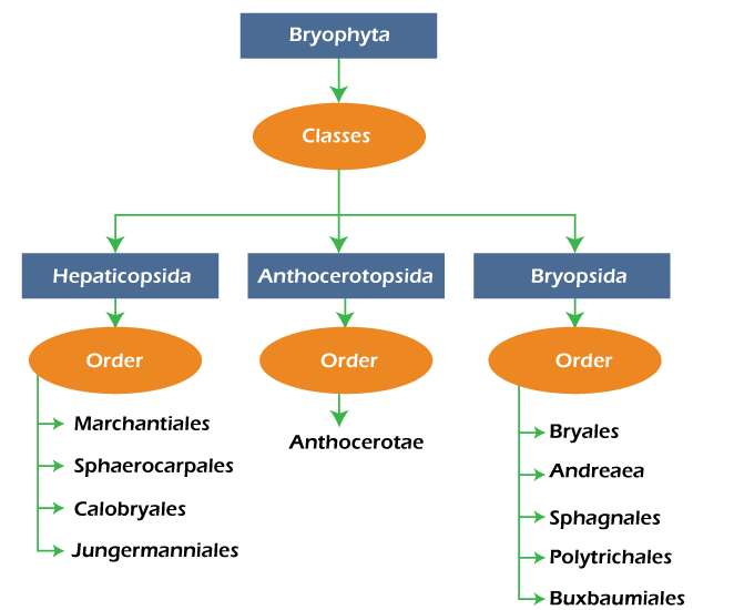 Bryophyte