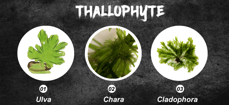 Bryophytes vs Thallophyte