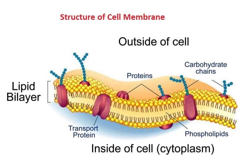 Cell Membrane | Plasma Membrane | What is Cell Membrane - Javatpoint