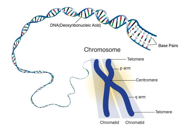 how many dna molecules make up an unreplicated chromosome