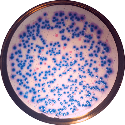 Coliform Bacteria