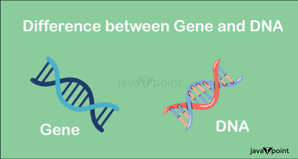 Difference between Genes and DNA - Javatpoint