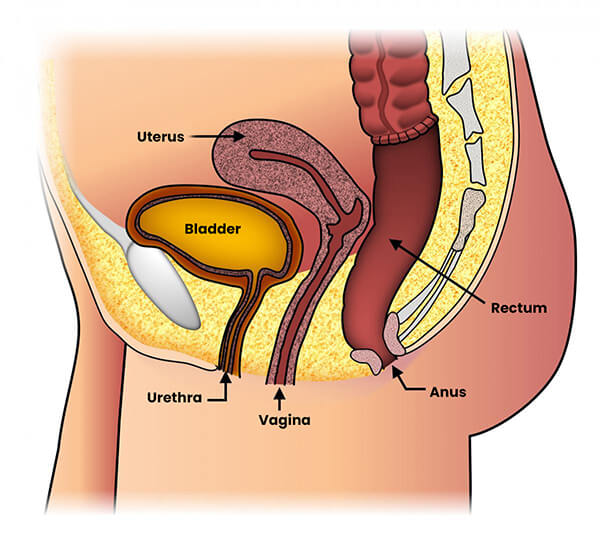 Digestion and the Digestive System