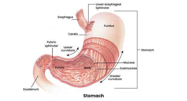 Digestion and the Digestive System