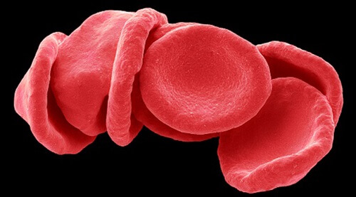 Erythrocytes or Red Blood Cells
