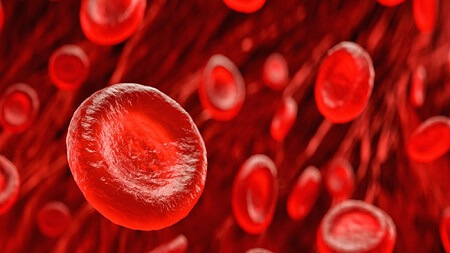 Erythrocytes or Red Blood Cells