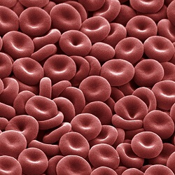 Erythrocytes or Red Blood Cells