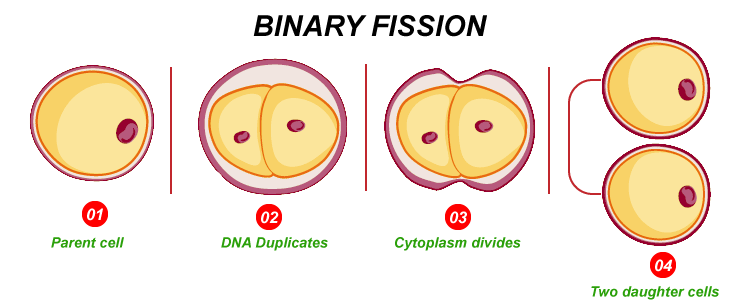Examples of Asexual Reproduction