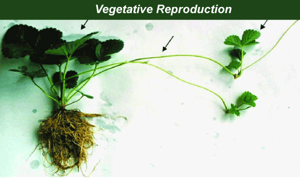 Examples of Asexual Reproduction