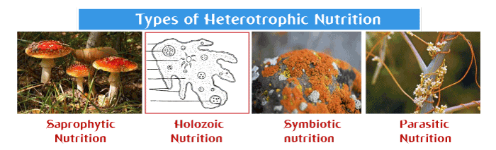 Examples of Heterotrophic Nutrition