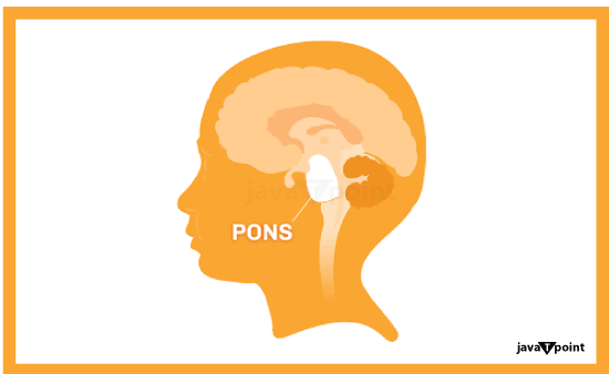 Function of Pons in Brain