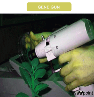 Gene Gun Method