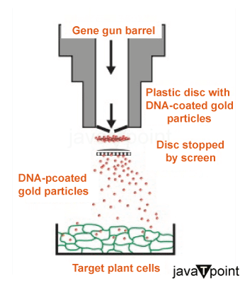 Gene Gun Method