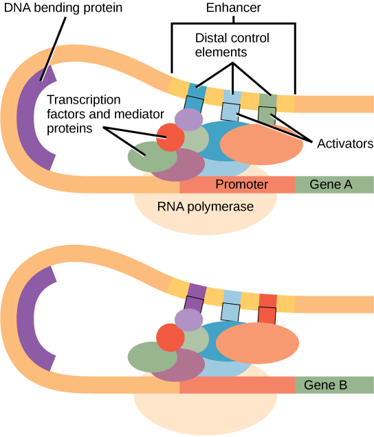 Gene Regulation in Eukaryotes
