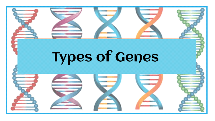 Genes Meaning