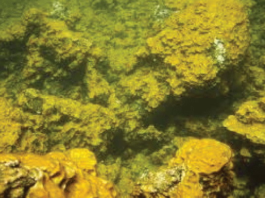 Golden Algae