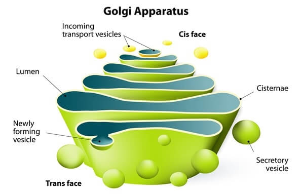 Golgi body