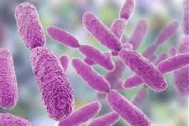 Gram-Negative Bacteria