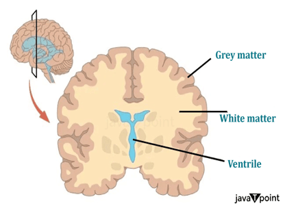 Grey Matter in the Brain