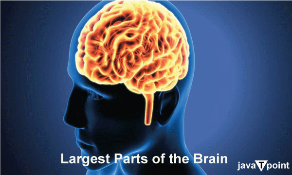 Largest Part of Brain