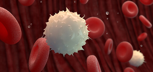 Leukocytes or White Blood Cells