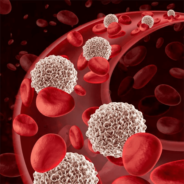 Leukocytes or White Blood Cells