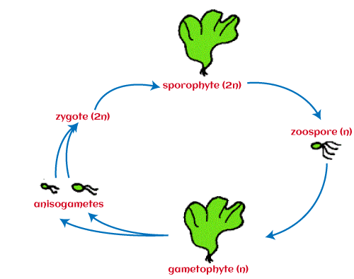 Life Cycle of Algae