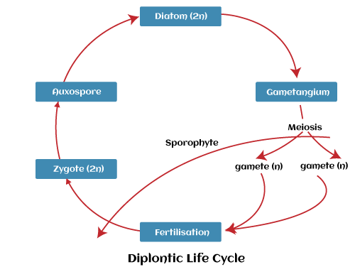 chara algae life cycle