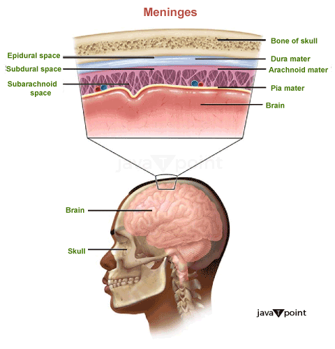 Meninges of Brain